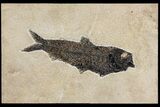 Huge, Detailed Fossil Fish (Knightia) - Wyoming #158597-1